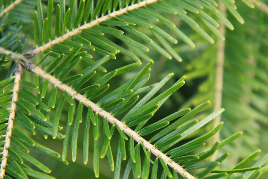 Les bienfaits de l’épinette, pilier de nos forêts boréales - domaine Harrington - blogue