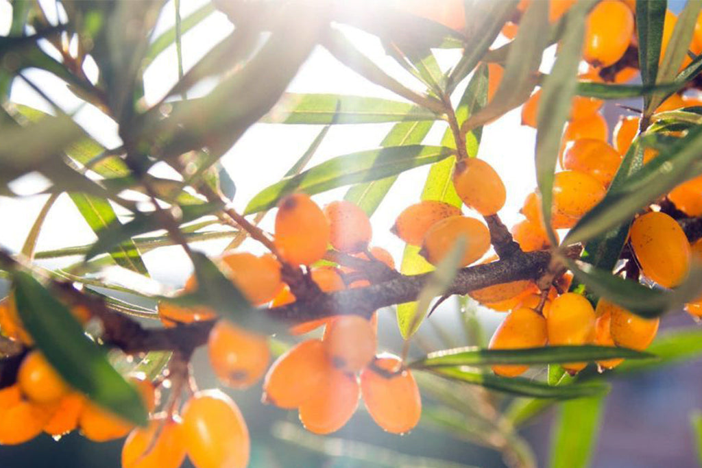 Découvrez l’argousier, cet arbre fruitier aux 1001 vertus