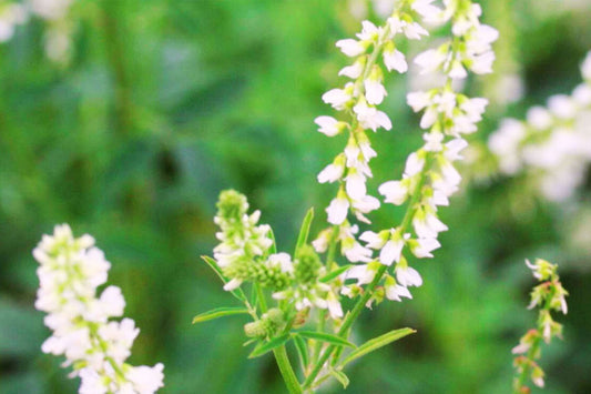 Le mélilot du Québec: une plante sauvage aux vertus insoupçonnées