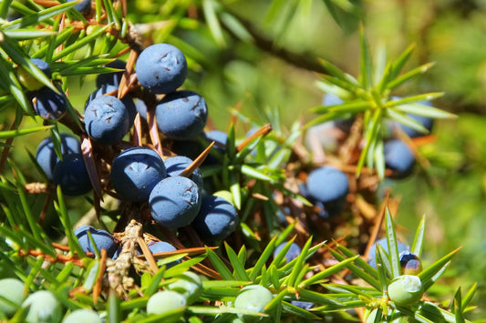 Pureté sauvage et bienfaits exceptionnels de la baie de genévrier