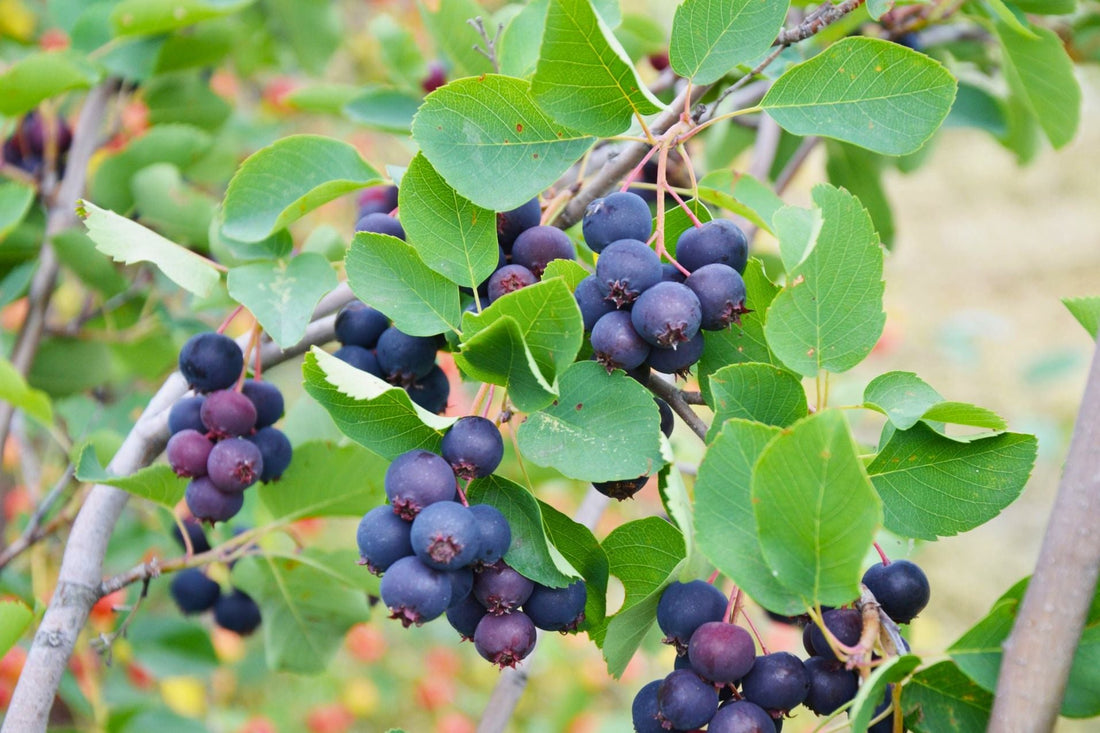 La baie sauvage :  ce petit fruit du Nord qu'on a presque oublié