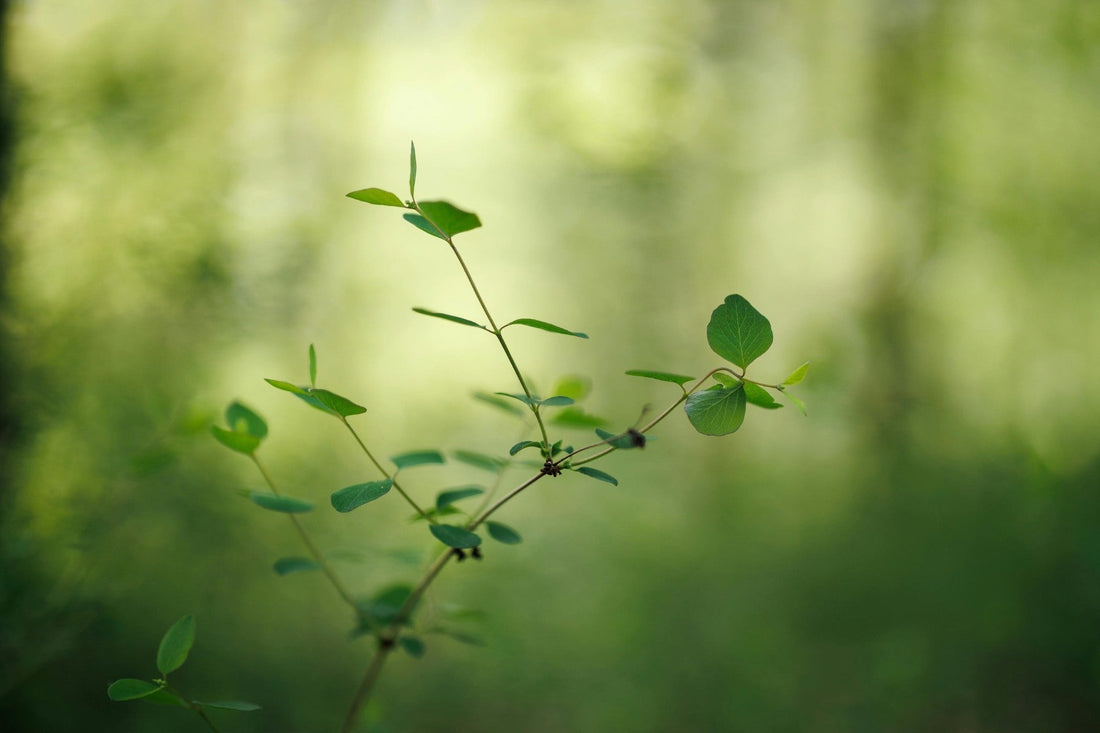 Eau pétillante botanique Harrington inspirée des plantes et traditions du Québec